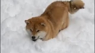 Shiba Jumps In Snow