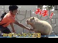 那須どうぶつ王国　カピバラさんのお手！ 2017年9月5日