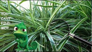 FIND Camouflaged Veiled Chameleon | Hiding In Plain Site