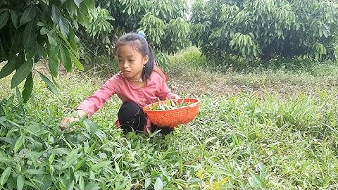●Canh mướp hương - cá lóc kho tiêu mẹ nấu - ĐẤT QUÊ
