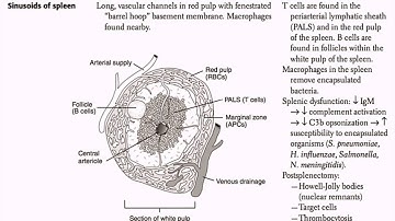 USMLE Immunology Part 4 I Lymph System And Lymph Drainage