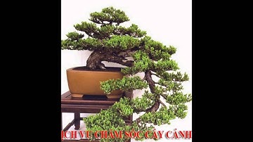 , 0932351948.]] dịch vụ cắt cỏ, trồng cây xanh sân vườn quận gò vấp.tphcm