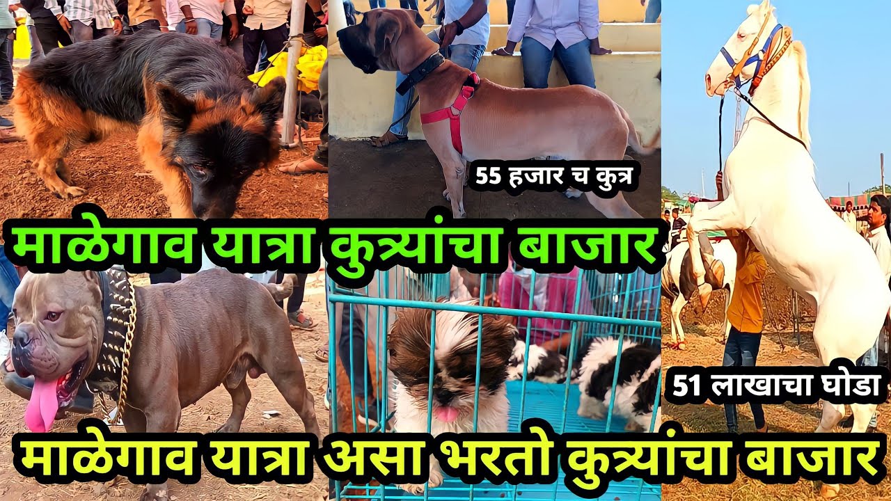 माळेगाव यात्रा कुत्र्यांचा बाजार|Malegaon Yatra 2024|Cheapest Dog Market 2024|Dog Lover|Dog Market