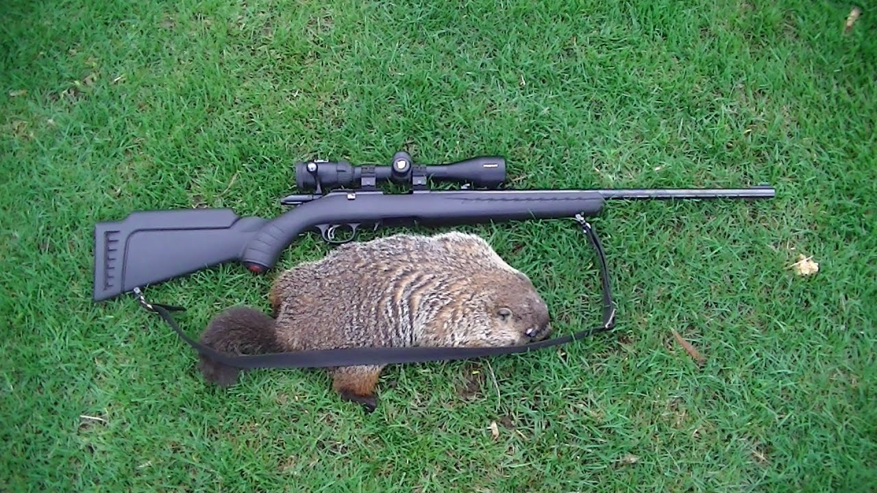 Woodchuck with the 17 HMR YouTube