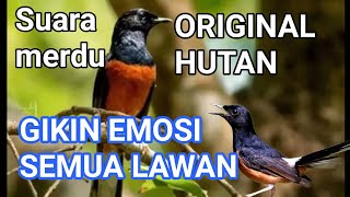 suara merdu murai batu hutan bikin emosi semua lawan