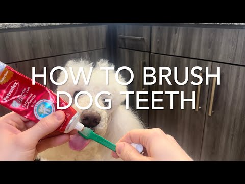 How To Brush Dog Teeth With Petrodex