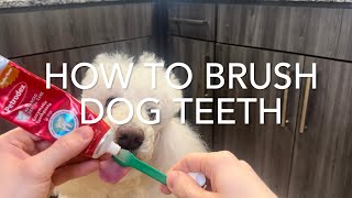 How to Brush Dog Teeth with Petrodex by Jack Armour 191 views 2 weeks ago 1 minute, 13 seconds