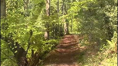 Gundog Training: Basic Memory and extending memory retrieves