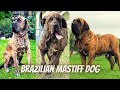 The Best Funny moments of an (Brazilian Mastiff) Dog Video の動画、YouTube動画。