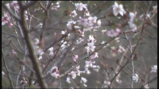 ピンクが映える、7千本の冬桜