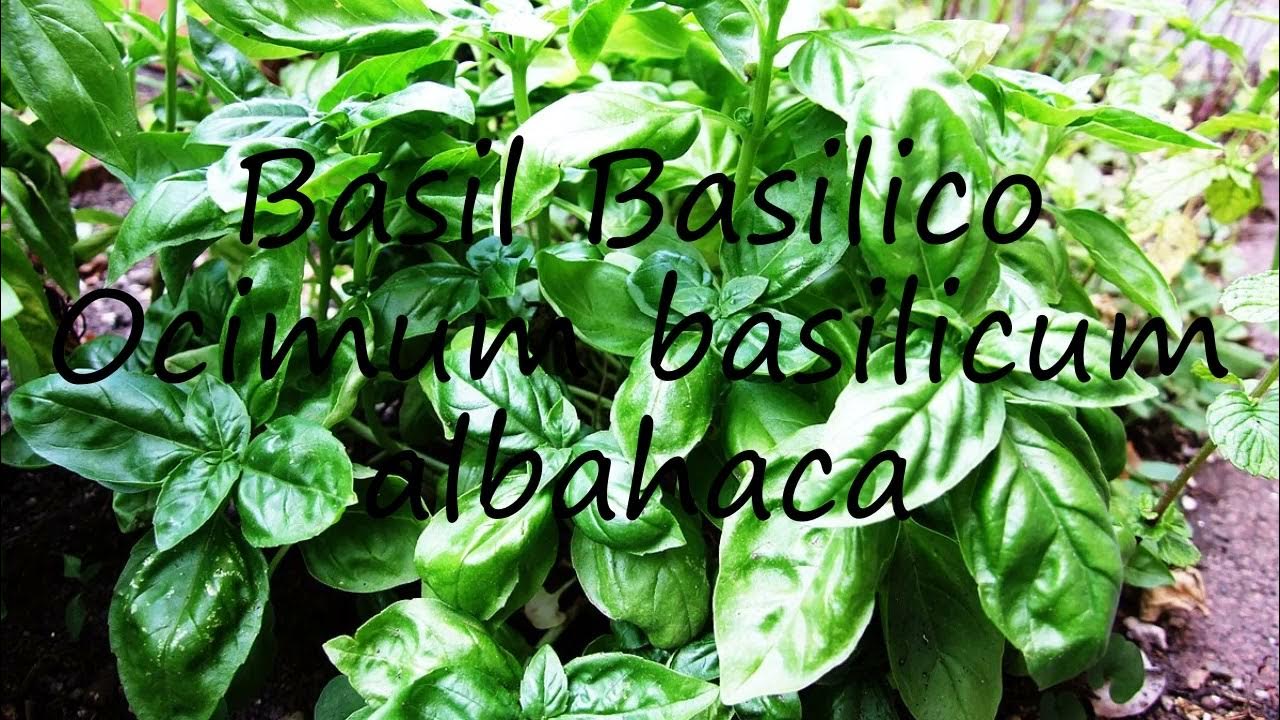 How to pronounce Basil Basilico Ocimum basilicum albahaca in Dutch