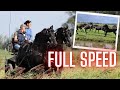 Young horses at full gallop next to us. While driving Sjirkje and daughter Frieda. Friesian Horses.