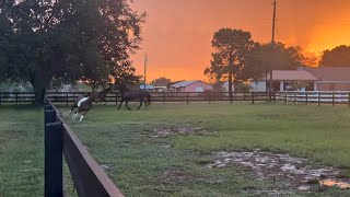 Chasing the Storm 🐎⚡ | 90 Minutes of Wild Horses, Thunder & Sunset Ambience with no ads