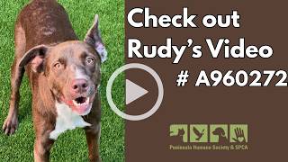 Meet Rudy - the  most special of special needs dogs!