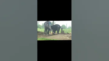 World Elephant Day 2025 