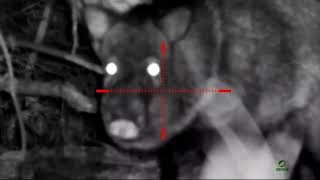 Hog Hunt At Night!