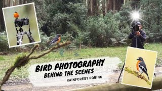 Bird Photography Behind The Scenes - Jan Wegener Vlog- Rainforest Robins