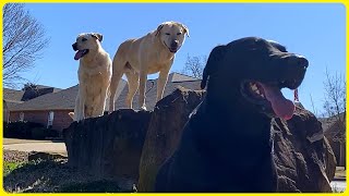 Training Labrador Retrievers | THE PAWSOME FOURSOME