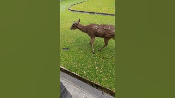 Tanduknya patah, rusa jantan jadi malu