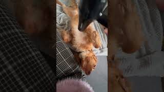 Hypochondriac dog loving his treatment