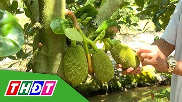 Trồng mít hữu cơ | Vấn đề nông sản trái cây nhiễm kim loại nặng | Khuyến nông - 11/3/2025 | THDT