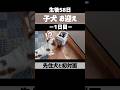 【子犬】お迎え当日② #キャバリア #shorts