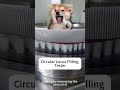 Circular Locus Pilling Tester #science #tester #machine