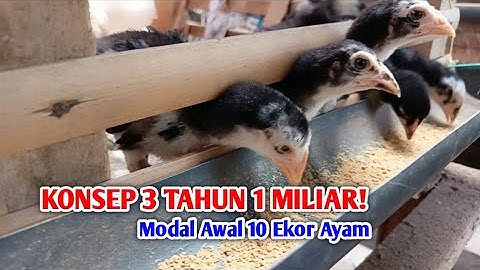 KONSEP HEBAT! Modal 10 Ekor Ayam Kampung 3 Tahun Jadi Miliarder