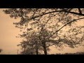 桜の花が咲く頃に(K.T Original Demo)~K.T