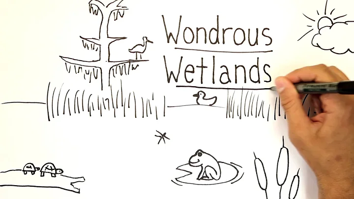 Wondrous Wetlands | Whiteboard