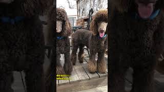 Poodle  One Of The Most Popular Dog Breeds In The World #shorts #petfacts #dogs