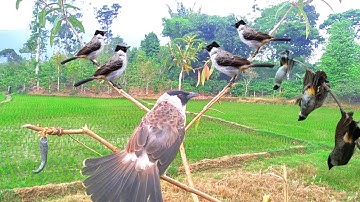 panen BURUNG KUTILANG liar !! mikat burung kutilang liar auto raih trophy