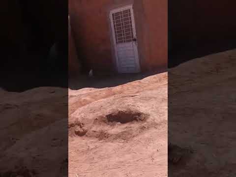 صوت ديك صغير