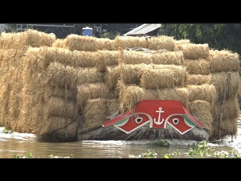 ghe chở rơm lội ngược nước. - YouTube