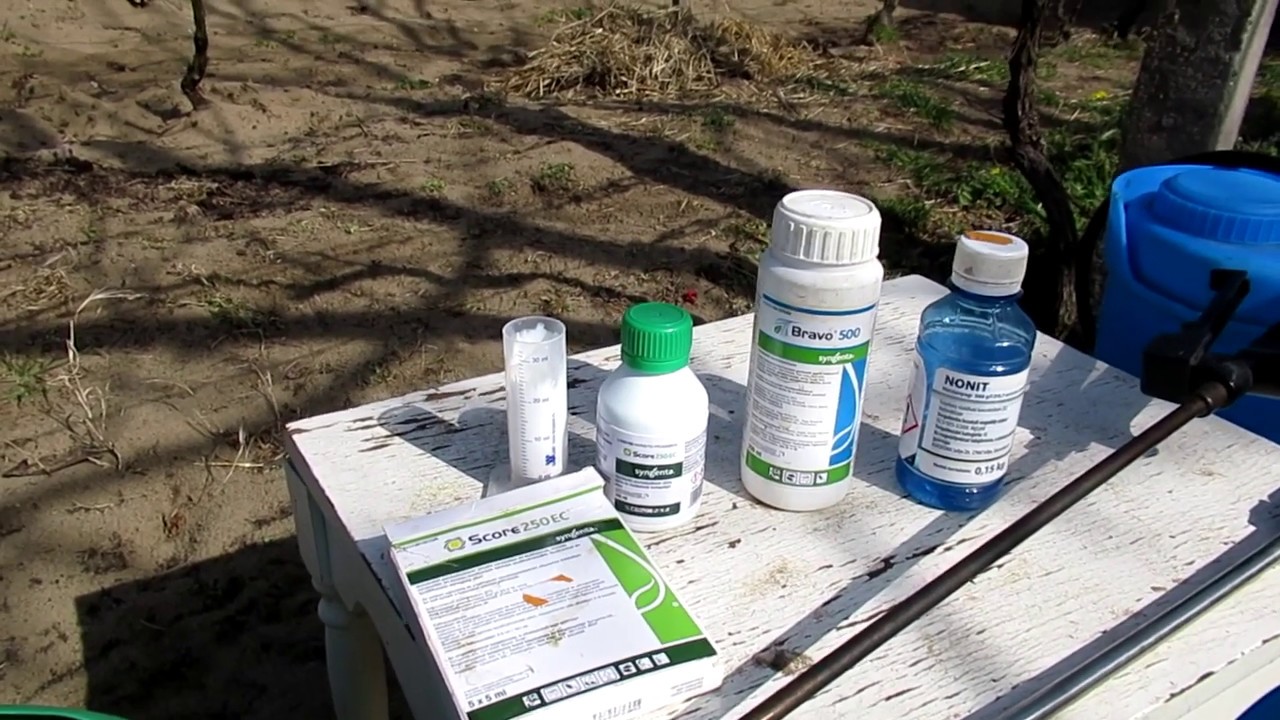 Az őszibarack tafrina elleni védelme