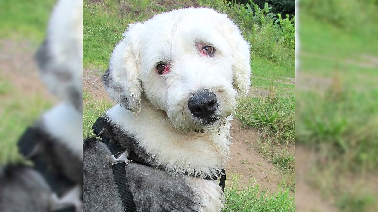 Pastor Ingles  Razas de perros, Perro bobtail, Perros esponjosos