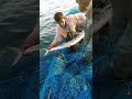indian fishing reel #fish #shortsfeed #youtubeshorts #shorts