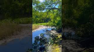 Wilderness Conservation Park ~Morris Bridge Park AFT 2024 🔥🆙 #florida #trevdevadventures #hiking