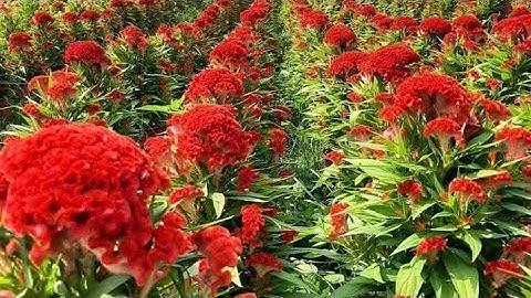 TRỒNG HOA TẾT 2026  9/10 ÂM LỊCH 