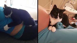 Cat Won't Stop Cuddling With Pregnant Owner's Belly! by NΞXTA 9,076 views 5 years ago 2 minutes, 6 seconds