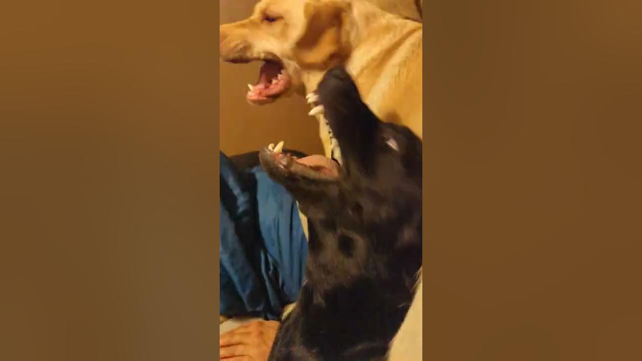 Labrador Retriever mating talk. YouTube