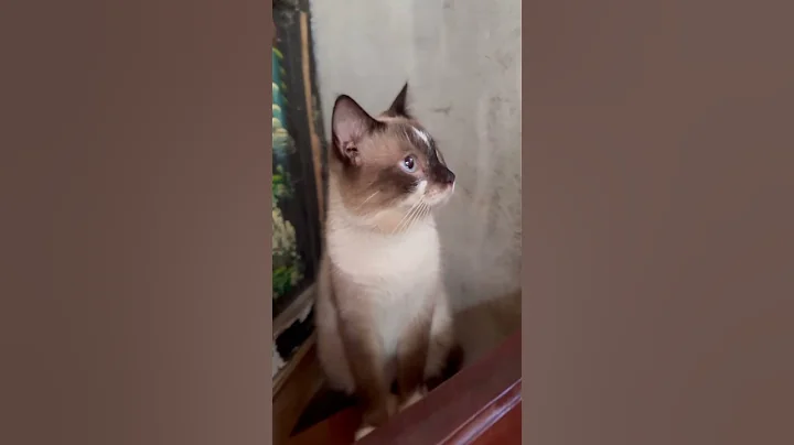 Video 11830091: siamese munchkin cat, cat travel