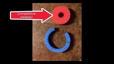 Enzyme Swim Noodle Modeling Video