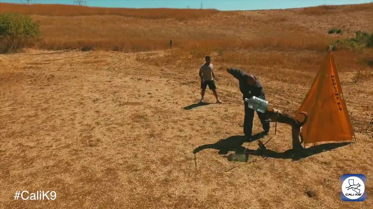 Bay Area Dog Training San Jose YouTube