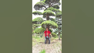 Cây tùng la hán bị buông cần một anh nắm lại