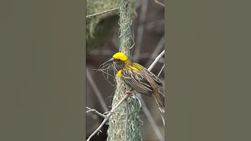 BBC Home Making: Weaver Bird | one of the most complex and elegant bird nest is build by Weaver bird