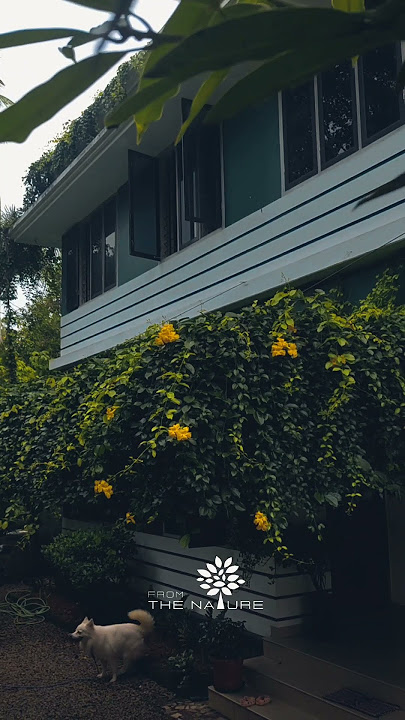 Life is too short, buy more & more plants and pets.....#ecohomes #greenhome #fromthenature