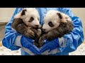 Zoo Berlin's Panda Twins Turn 1-year-old!