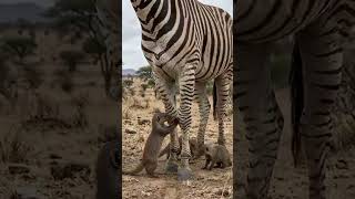 Banded Mongoose Cleans Zebra: Unbelievable Symbiotic Relationship in the Wild