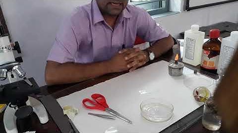 Prepare a Temporary Mount of Onion root tip to study Mitosis